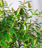 Hypericum Henryi Hidcote – Arbusto Fiorito H 50 cm, Vaso 18 cm