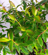 Hypericum Henryi Hidcote – Arbusto Fiorito H 50 cm, Vaso 18 cm