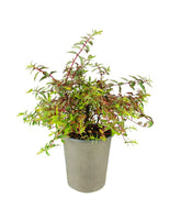 Hypericum Moserianum Tricolor – Arbusto Fiorito H 45 cm, Vaso 18 cm