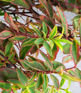 Hypericum Moserianum Tricolor – Arbusto Fiorito H 45 cm, Vaso 18 cm