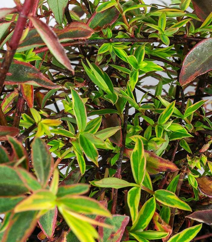 Hypericum Moserianum Tricolor – Arbusto Fiorito H 45 cm, Vaso 18 cm