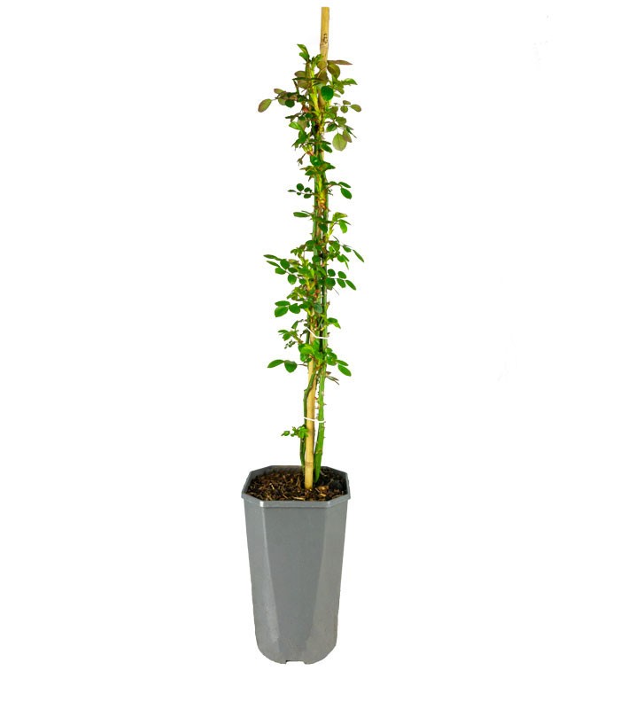 New Dawn Rosa – Fioritura Abbondante e Resistente