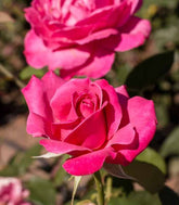 New Dawn Rosa – Fioritura Abbondante e Resistente