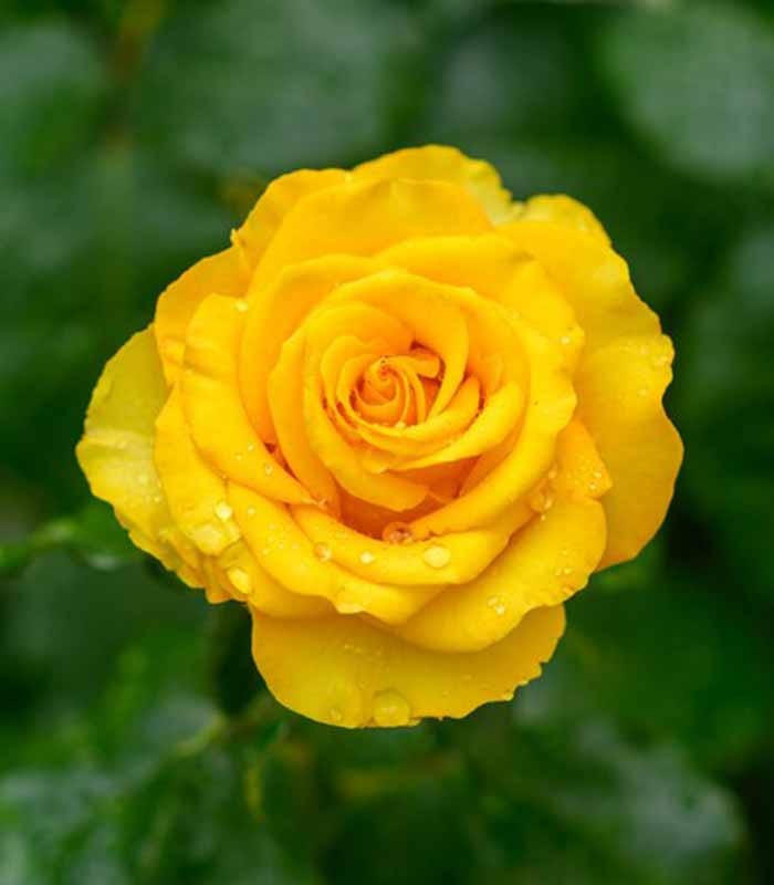 New Dawn Rosa – Fioritura Abbondante e Resistente