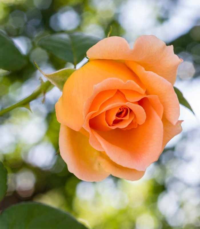 New Dawn Rosa – Fioritura Abbondante e Resistente