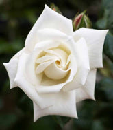 New Dawn Rosa – Fioritura Abbondante e Resistente