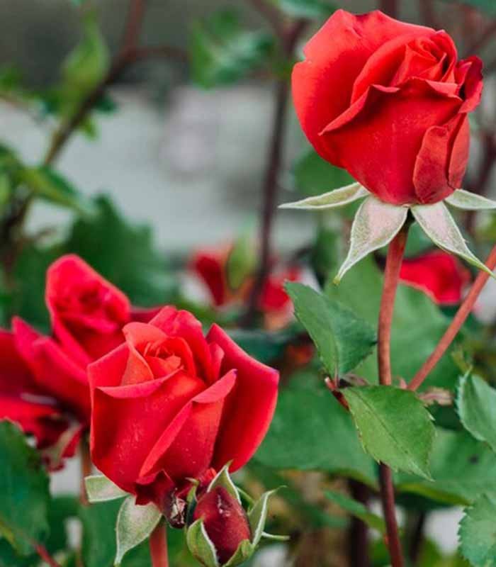 New Dawn Rosa – Fioritura Abbondante e Resistente