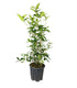 Osmanthus Fragrans Aurantiacus – Arbusto Sempreverde Fiorito