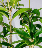 Osmanthus Fragrans Aurantiacus – Arbusto Sempreverde Fiorito