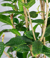 Osmanthus Fragrans Aurantiacus – Arbusto Sempreverde Fiorito