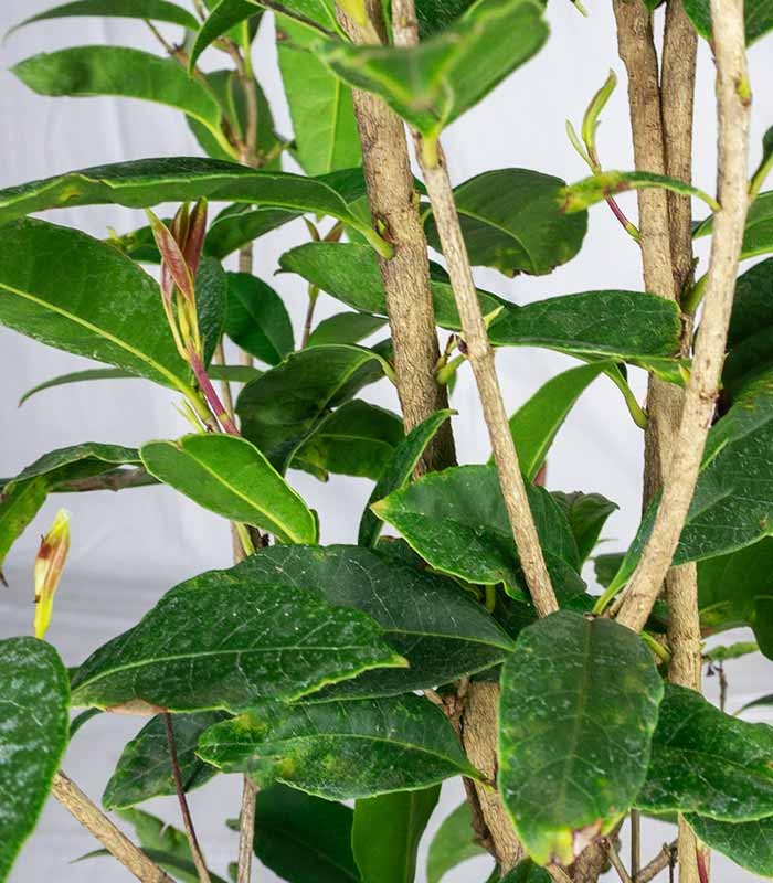 Osmanthus Fragrans Aurantiacus – Arbusto Sempreverde Fiorito