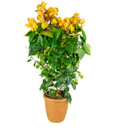 Bouganville Californiana – Spalliera Fiorita H 80 cm, Vaso 20 cm