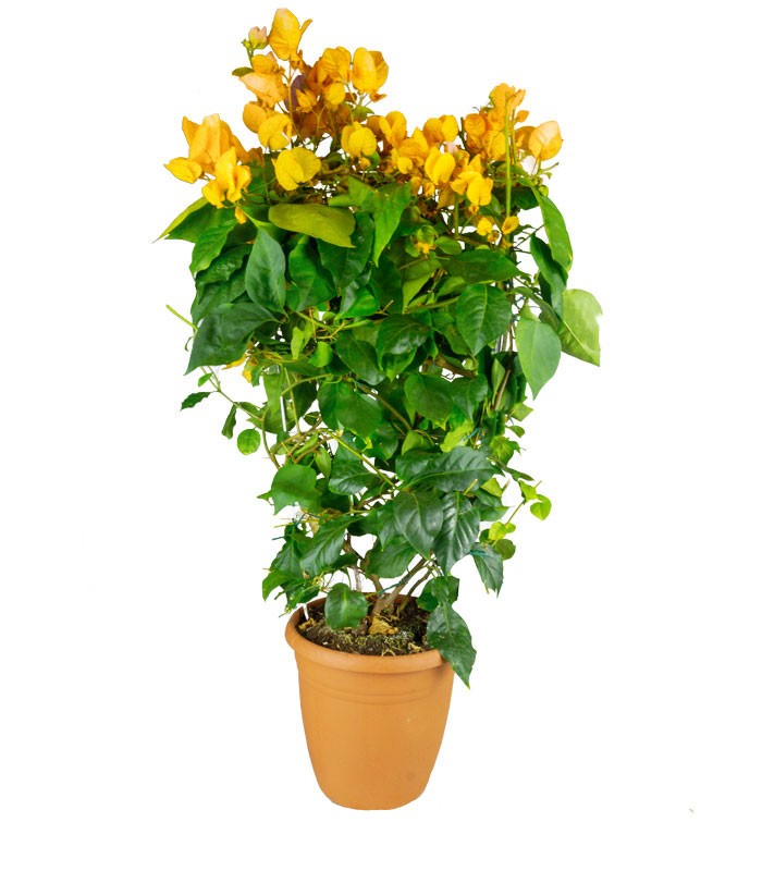 Bouganville Californiana – Spalliera Fiorita H 80 cm, Vaso 20 cm