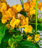 Bouganville Californiana – Spalliera Fiorita H 80 cm, Vaso 20 cm
