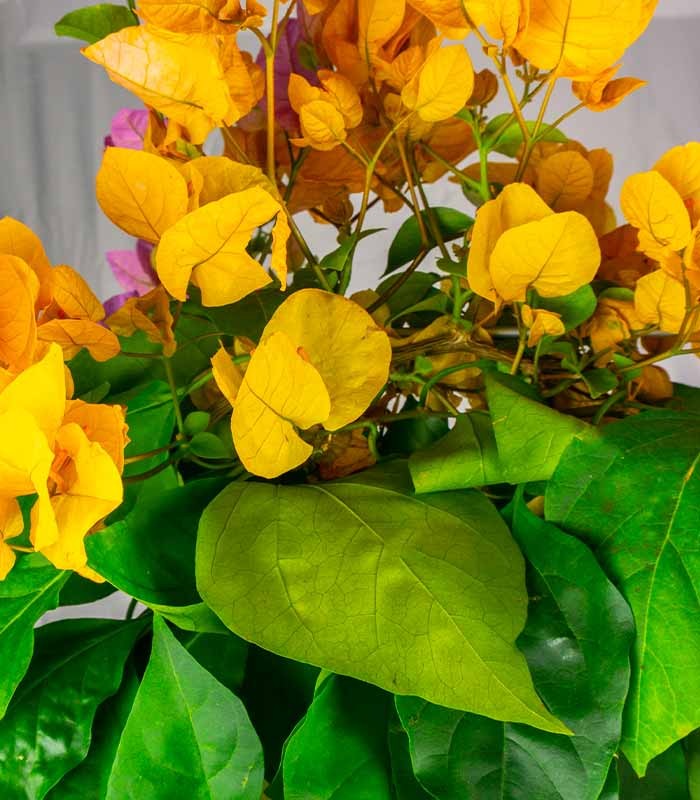 Bouganville Californiana – Spalliera Fiorita H 80 cm, Vaso 20 cm