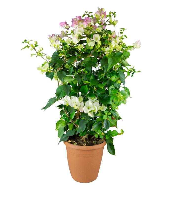 Bouganville Californiana – Spalliera Fiorita H 80 cm, Vaso 20 cm