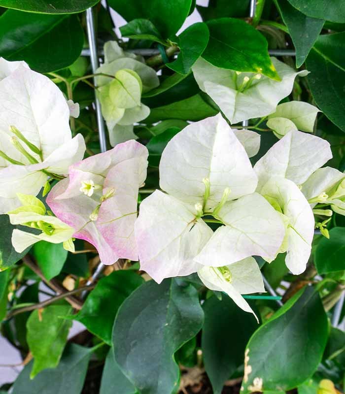 Bouganville Californiana – Spalliera Fiorita H 80 cm, Vaso 20 cm