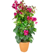 Bouganville Californiana – Spalliera Fiorita H 80 cm, Vaso 20 cm