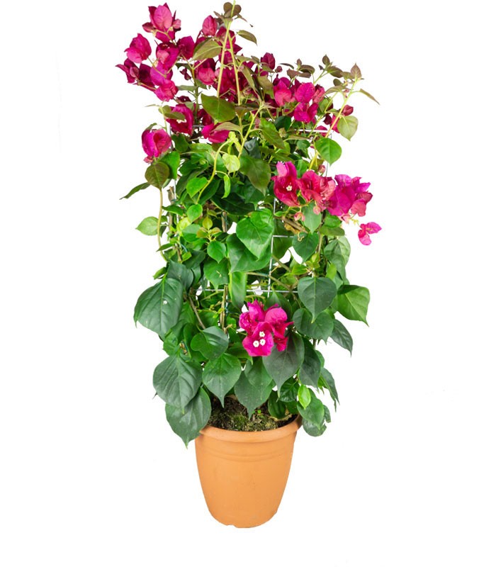 Bouganville Californiana – Spalliera Fiorita H 80 cm, Vaso 20 cm