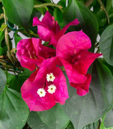 Bouganville Californiana – Spalliera Fiorita H 80 cm, Vaso 20 cm