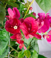 Bouganville Californiana – Spalliera Fiorita H 80 cm, Vaso 20 cm