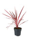 Cordyline – Fogliame Rosso-Bronzo per Giardini e Terrazzi