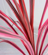 Cordyline – Fogliame Rosso-Bronzo per Giardini e Terrazzi