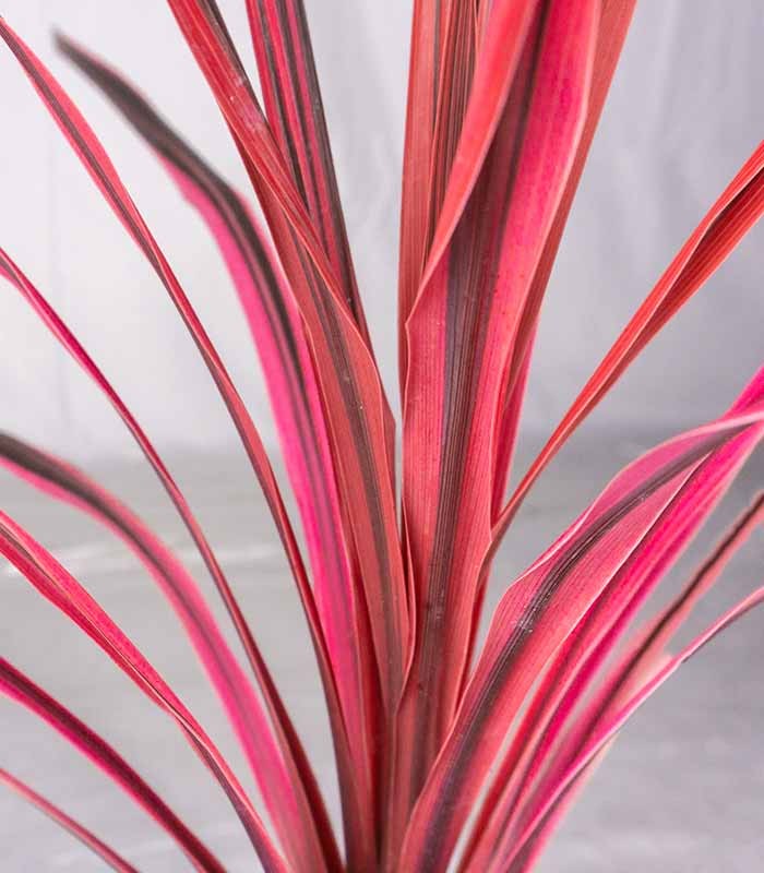 Cordyline – Fogliame Rosso-Bronzo per Giardini e Terrazzi