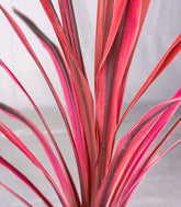 Cordyline – Fogliame Rosso-Bronzo per Giardini e Terrazzi