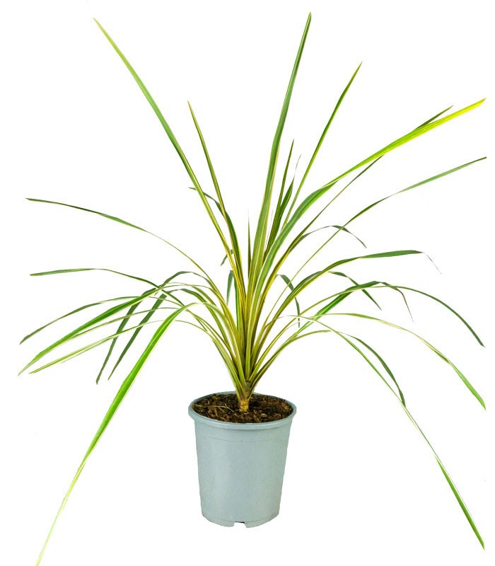 Cordyline Australis – Pianta Ornamentale H 65 cm, Vaso 16 cm