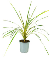 Cordyline Australis – Pianta Ornamentale H 65 cm, Vaso 16 cm