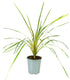 Cordyline Australis – Pianta Ornamentale H 65 cm, Vaso 16 cm
