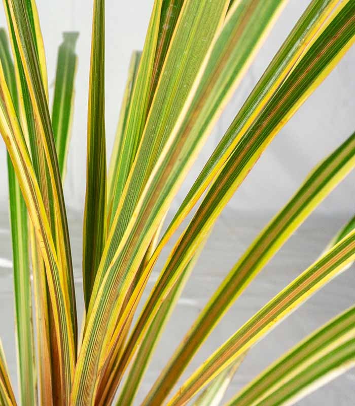 Cordyline Australis – Pianta Ornamentale H 65 cm, Vaso 16 cm