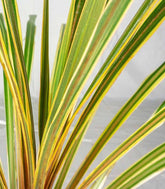 Cordyline Australis – Pianta Ornamentale H 65 cm, Vaso 16 cm