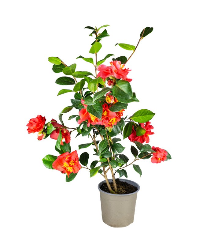 Camelia Japonica – Arbusto Fiorito Rosa e Rosso H 90 cm, Vaso 18 cm