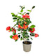 Camelia Japonica – Arbusto Fiorito Rosa e Rosso H 90 cm, Vaso 18 cm