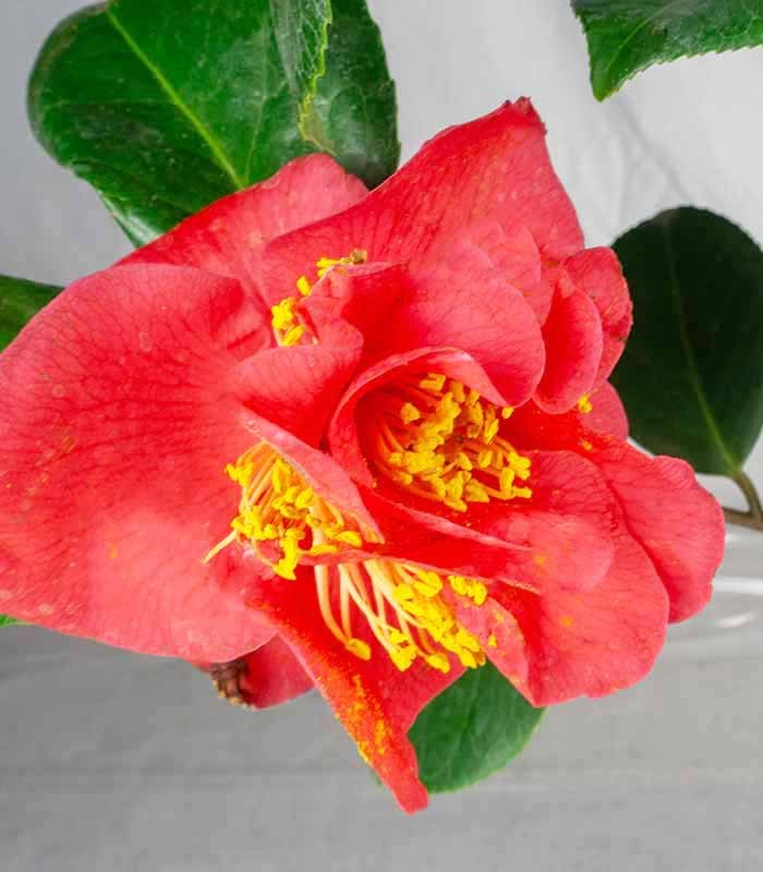 Camelia Japonica – Arbusto Fiorito Rosa e Rosso H 90 cm, Vaso 18 cm