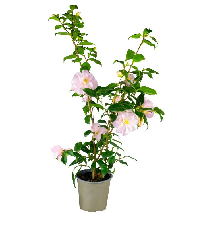 Camelia Japonica – Arbusto Fiorito Rosa e Rosso H 90 cm, Vaso 18 cm