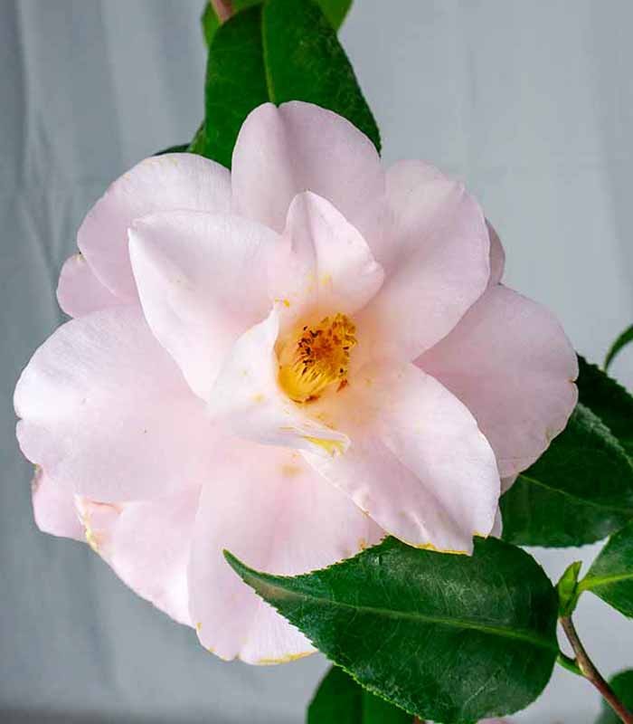 Camelia Japonica – Arbusto Fiorito Rosa e Rosso H 90 cm, Vaso 18 cm