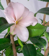Camelia Japonica – Arbusto Fiorito Rosa e Rosso H 90 cm, Vaso 18 cm