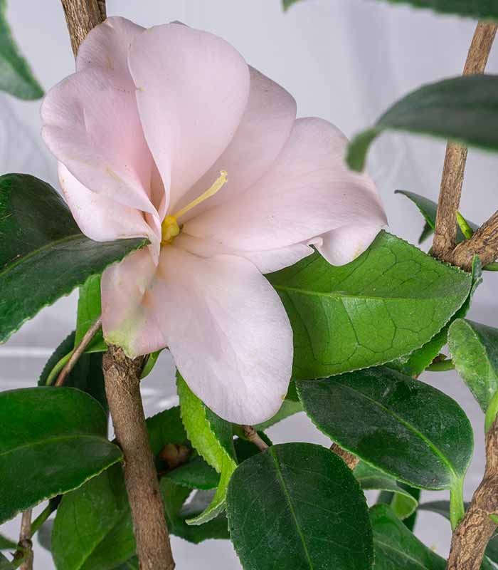 Camelia Japonica – Arbusto Fiorito Rosa e Rosso H 90 cm, Vaso 18 cm
