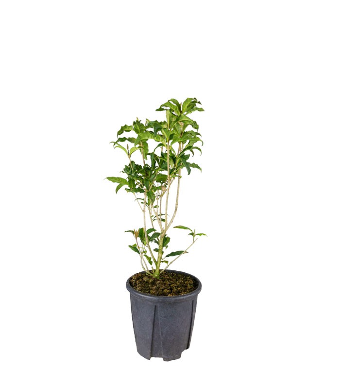 Osmanto Odoroso – Osmanthus Fragrans Bianco e Giallo H 60 cm, Vaso 18 cm