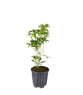 Osmanto Odoroso – Osmanthus Fragrans Bianco e Giallo H 60 cm, Vaso 18 cm