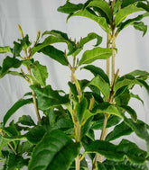 Osmanto Odoroso – Osmanthus Fragrans Bianco e Giallo H 60 cm, Vaso 18 cm