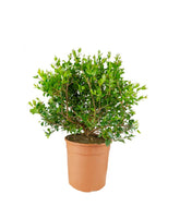 Pianta di Mirto Sempreverde in Vaso Ø18 cm – Altezza 50 cm