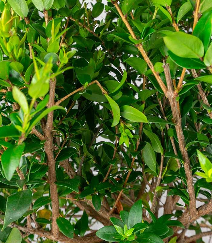 Pianta di Mirto Sempreverde in Vaso Ø18 cm – Altezza 50 cm