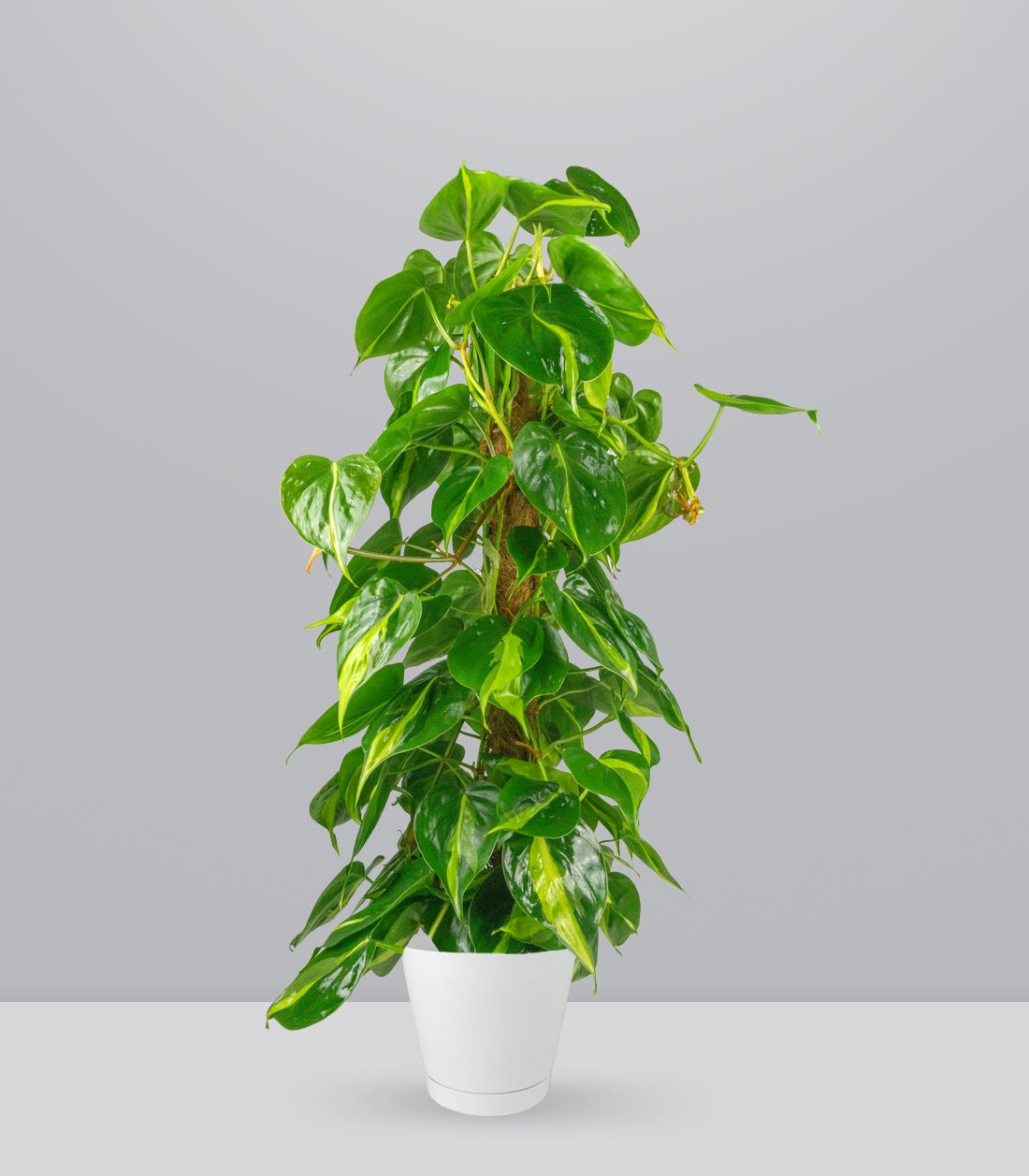 Filodendro Scandens Brazil | 90 cm