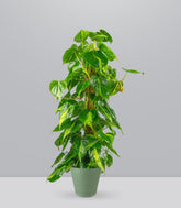 Filodendro Scandens Brazil | 90 cm