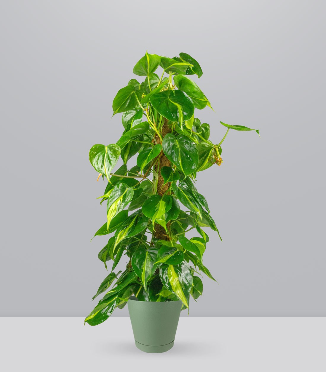 Filodendro Scandens Brazil | 90 cm