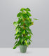 Filodendro Scandens Brazil | 90 cm